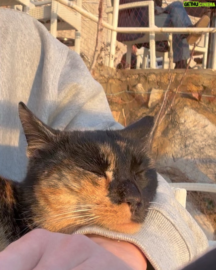Kim Young-dae - 1.3 Million Likes - 🐱🥰