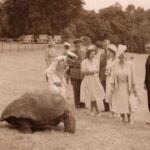 King Charles III of the United Kingdom Instagram – The Duke of Edinburgh is in St Helena! 🇸🇭

🐢 HRH was welcomed to one of the most remote inhabited islands by Jonathan the Tortoise, who, at 191 years old, is the oldest living land animal in the world!

Born in the reign of William IV, the Seychelles giant tortoise has lived through seven British monarchs, with King Charles III becoming the eighth monarch of his lifespan so far.

⬅️ HRH is not the first Member of the Royal Family to have met Jonathan, who previously spent time with King George VI, Queen Elizabeth The Queen Mother, Queen Elizabeth II (when she was Princess Elizabeth) and Princess Margaret in 1947.

During his time on the island so far, The Duke has also…

⛰️ Viewed the spectacular sights of Jacob’s Ladder, a 699-step staircase that leads to Ladder Hill Fort.

👋 Met members of the local community at Grand Parade.

🧑‍⚕️ Heard about the important role that the Princess Royal Community Care Centre plays for local residents and saw the Centre’s cornerstone, which was laid by The Princess Royal during her visit in 2002!

Head to royal.uk (link in bio) to read more about HRH’s time on the island so far!