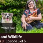 Kiri Pritchard-McLean Instagram - The penultimate episode of TV Flashbacks is on @bbctwo tonight at 9.30pm. You can binge the whole series on @bbciplayer if you fancy it. It's all about Pets and Wildlife so naturally I took the iPlayer picture with my dog and my favourite chicken. No idea why Ci has chosen to look so deranged. The cat was sleeping in the house and was having none of it. Just in case you worried I had favourites. 📸 @ffotograffiaethiolopenri