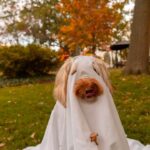 Kirsten Gillibrand Instagram - Maple is ready for Halloween 👻