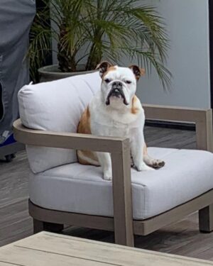 Klay Thompson Instagram - Rocco dump , mans best friend no 🧢