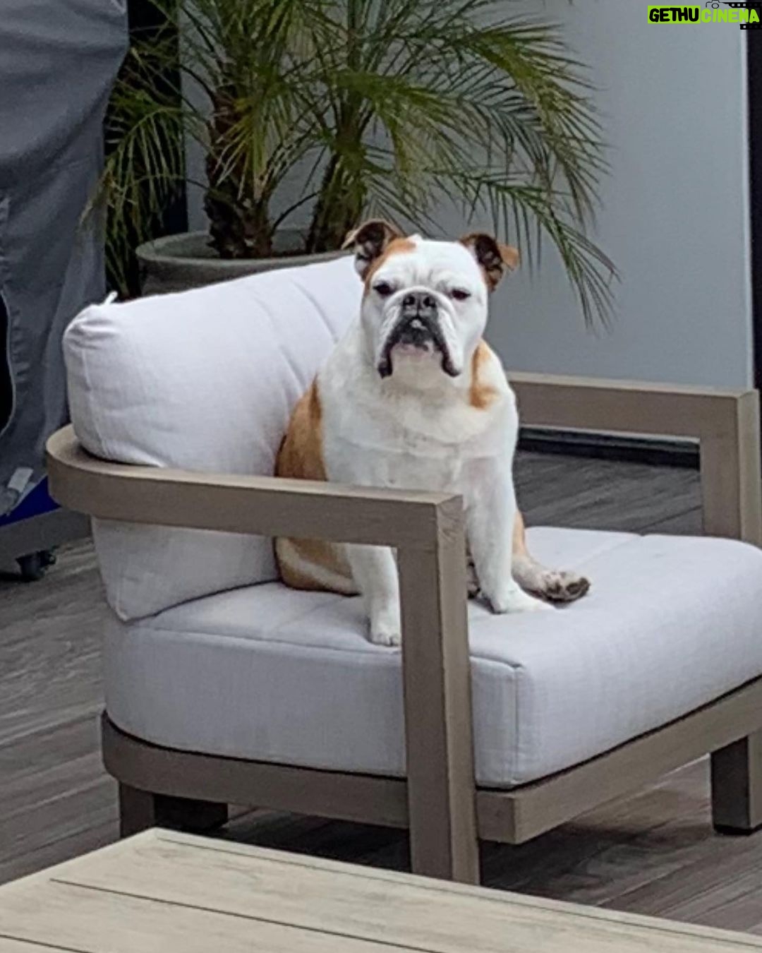Klay Thompson - 392K Likes - Rocco dump , mans best friend no š§¢