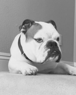 Klay Thompson Instagram - Rocco dump , mans best friend no 🧢