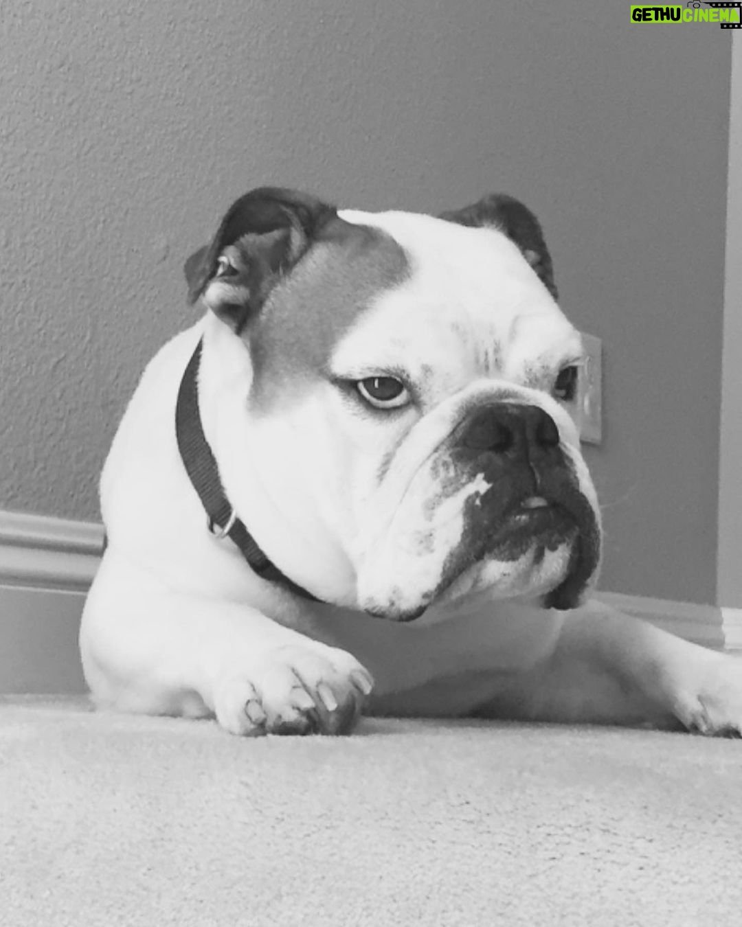 Klay Thompson - 392K Likes - Rocco dump , mans best friend no š§¢