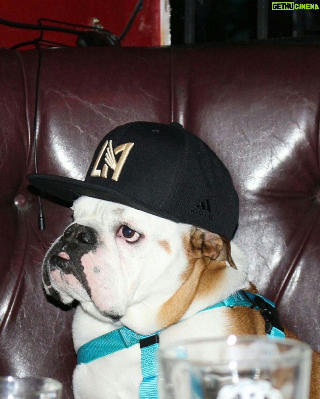 Klay Thompson - 392K Likes - Rocco dump , mans best friend no š§¢