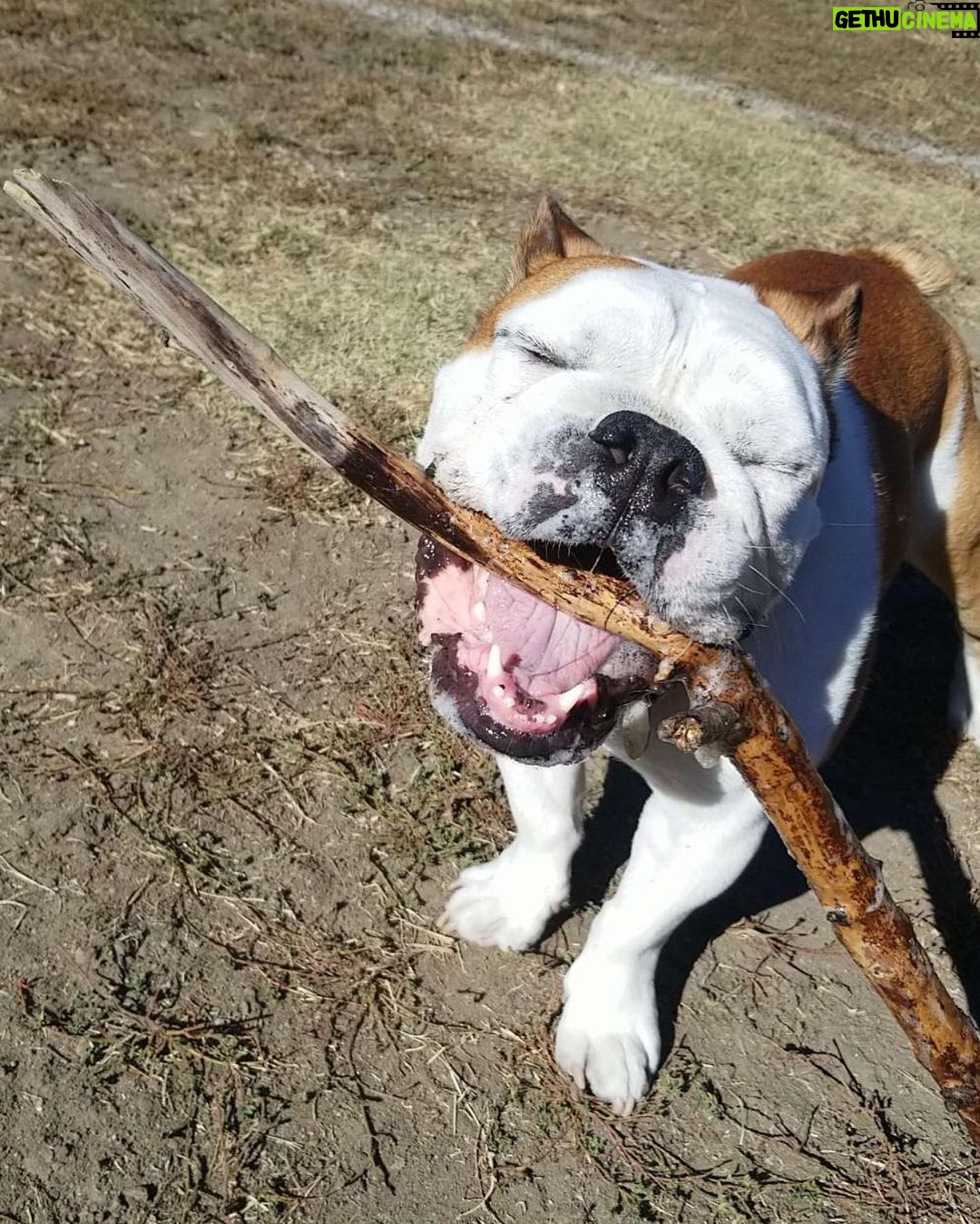 Klay Thompson - 392K Likes - Rocco dump , mans best friend no š§¢