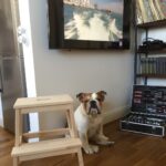 Konstantin Beloshapka Instagram - #bulldog #buldogue #buldogueingles #бульдог #английскийбульдог #funnydog Moscow, Russia