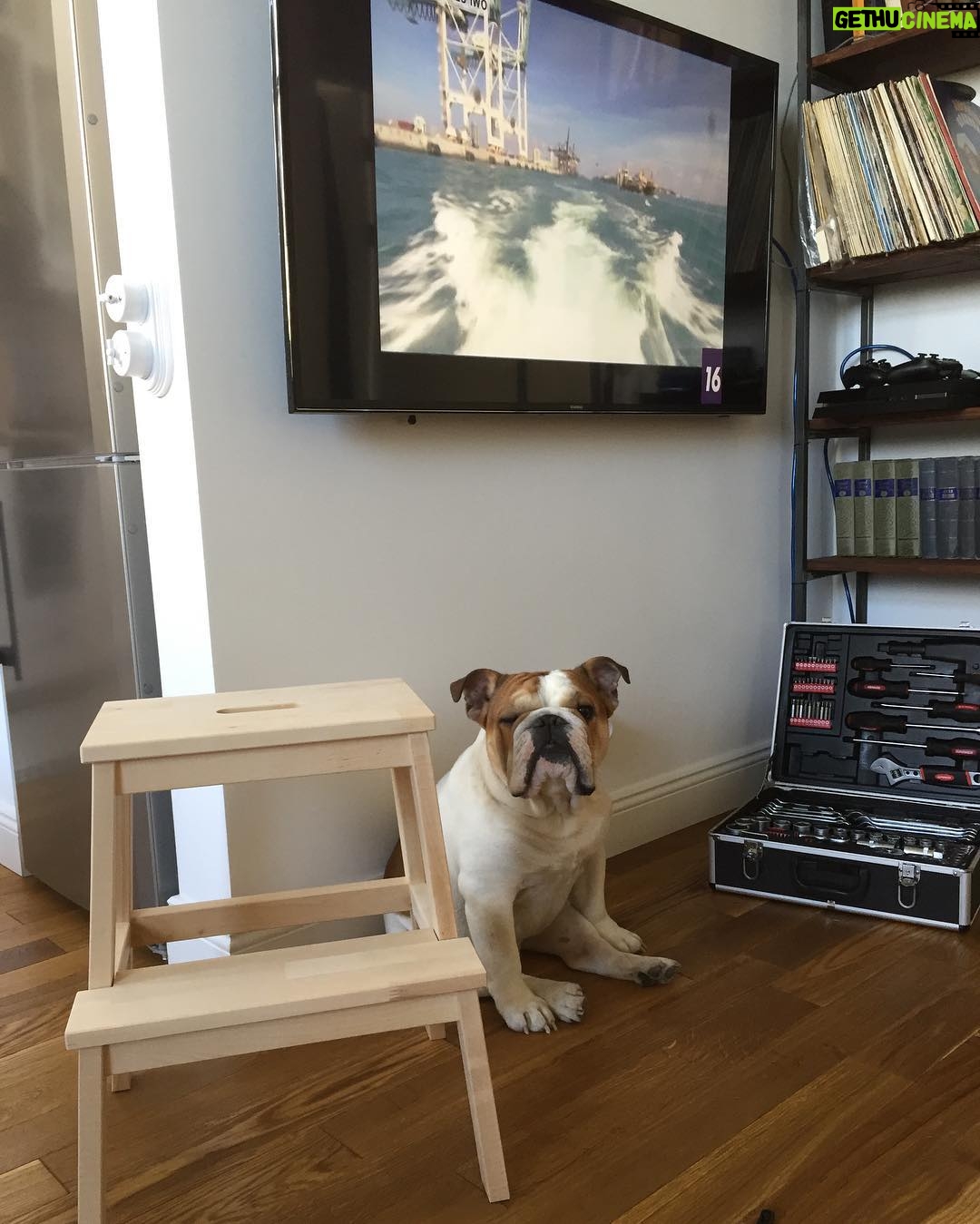 Konstantin Beloshapka Instagram - #bulldog #buldogue #buldogueingles #бульдог #английскийбульдог #funnydog Moscow, Russia