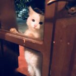Konstantina Kommata Instagram - Παγκόσμια ημέρα αδέσποτων ζώων σήμερα και ένα κεφαλοκλείδωμα αγάπης στο δικό μου πρώην αδεσποτάκι!! Αυτός εδώ είναι ο γατούλης μας... Ναι, το όνομα του είναι γατούλης μιας και όταν τον είχαμε βρει σε ένα χωριό της Κρήτης να χτυπάει με περίσσεια υπομονή και επιμονή το τζάμι (βλέπε φώτο 2,3) της ταβέρνας που καθόμασταν είχαμε πει πως θα τον κρατήσουμε μέχρι να του βρούμε σπίτι... Αποφασίσαμε λοιπόν να μη του δώσουμε κάποιο όνομα αλλά να τον φωνάζουμε γατούλη για όσο θα τον φιλοξενούμε!!! Αμ δε.... ο έρωτας ήταν αμοιβαίος και έτσι μεγάλωσε την οικογένεια μας και ομορφαίνει την κάθε μας ημέρα 2 χρόνια και κάτι τώρα ... Το "γατούλης" τελικά μας έμεινε μιας και όσα ονόματα και αν προσπαθήσαμε να του δώσουμε τα απαρνιότανε κατηγορηματικά!!! Γατούλη μας σε ευχαριστούμε που μας διάλεξες 🙏🏻♥️ Δώστε μια ευκαιρία στα αδεσποτάκια και θα δείτε ότι η αγάπη που θα πάρετε πίσω θα σας κάνει απλά να χαμογελάτε στην όποια αμφιβολία είχατε πριν!!!