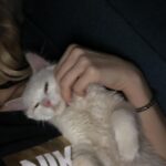 Konstantina Kommata Instagram - Παγκόσμια ημέρα αδέσποτων ζώων σήμερα και ένα κεφαλοκλείδωμα αγάπης στο δικό μου πρώην αδεσποτάκι!! Αυτός εδώ είναι ο γατούλης μας... Ναι, το όνομα του είναι γατούλης μιας και όταν τον είχαμε βρει σε ένα χωριό της Κρήτης να χτυπάει με περίσσεια υπομονή και επιμονή το τζάμι (βλέπε φώτο 2,3) της ταβέρνας που καθόμασταν είχαμε πει πως θα τον κρατήσουμε μέχρι να του βρούμε σπίτι... Αποφασίσαμε λοιπόν να μη του δώσουμε κάποιο όνομα αλλά να τον φωνάζουμε γατούλη για όσο θα τον φιλοξενούμε!!! Αμ δε.... ο έρωτας ήταν αμοιβαίος και έτσι μεγάλωσε την οικογένεια μας και ομορφαίνει την κάθε μας ημέρα 2 χρόνια και κάτι τώρα ... Το "γατούλης" τελικά μας έμεινε μιας και όσα ονόματα και αν προσπαθήσαμε να του δώσουμε τα απαρνιότανε κατηγορηματικά!!! Γατούλη μας σε ευχαριστούμε που μας διάλεξες 🙏🏻♥️ Δώστε μια ευκαιρία στα αδεσποτάκια και θα δείτε ότι η αγάπη που θα πάρετε πίσω θα σας κάνει απλά να χαμογελάτε στην όποια αμφιβολία είχατε πριν!!!