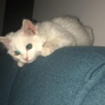 Konstantina Kommata Instagram - Παγκόσμια ημέρα αδέσποτων ζώων σήμερα και ένα κεφαλοκλείδωμα αγάπης στο δικό μου πρώην αδεσποτάκι!! Αυτός εδώ είναι ο γατούλης μας... Ναι, το όνομα του είναι γατούλης μιας και όταν τον είχαμε βρει σε ένα χωριό της Κρήτης να χτυπάει με περίσσεια υπομονή και επιμονή το τζάμι (βλέπε φώτο 2,3) της ταβέρνας που καθόμασταν είχαμε πει πως θα τον κρατήσουμε μέχρι να του βρούμε σπίτι... Αποφασίσαμε λοιπόν να μη του δώσουμε κάποιο όνομα αλλά να τον φωνάζουμε γατούλη για όσο θα τον φιλοξενούμε!!! Αμ δε.... ο έρωτας ήταν αμοιβαίος και έτσι μεγάλωσε την οικογένεια μας και ομορφαίνει την κάθε μας ημέρα 2 χρόνια και κάτι τώρα ... Το "γατούλης" τελικά μας έμεινε μιας και όσα ονόματα και αν προσπαθήσαμε να του δώσουμε τα απαρνιότανε κατηγορηματικά!!! Γατούλη μας σε ευχαριστούμε που μας διάλεξες 🙏🏻♥️ Δώστε μια ευκαιρία στα αδεσποτάκια και θα δείτε ότι η αγάπη που θα πάρετε πίσω θα σας κάνει απλά να χαμογελάτε στην όποια αμφιβολία είχατε πριν!!!