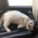 Konstantina Kommata Instagram - Παγκόσμια ημέρα αδέσποτων ζώων σήμερα και ένα κεφαλοκλείδωμα αγάπης στο δικό μου πρώην αδεσποτάκι!! Αυτός εδώ είναι ο γατούλης μας... Ναι, το όνομα του είναι γατούλης μιας και όταν τον είχαμε βρει σε ένα χωριό της Κρήτης να χτυπάει με περίσσεια υπομονή και επιμονή το τζάμι (βλέπε φώτο 2,3) της ταβέρνας που καθόμασταν είχαμε πει πως θα τον κρατήσουμε μέχρι να του βρούμε σπίτι... Αποφασίσαμε λοιπόν να μη του δώσουμε κάποιο όνομα αλλά να τον φωνάζουμε γατούλη για όσο θα τον φιλοξενούμε!!! Αμ δε.... ο έρωτας ήταν αμοιβαίος και έτσι μεγάλωσε την οικογένεια μας και ομορφαίνει την κάθε μας ημέρα 2 χρόνια και κάτι τώρα ... Το "γατούλης" τελικά μας έμεινε μιας και όσα ονόματα και αν προσπαθήσαμε να του δώσουμε τα απαρνιότανε κατηγορηματικά!!! Γατούλη μας σε ευχαριστούμε που μας διάλεξες 🙏🏻♥️ Δώστε μια ευκαιρία στα αδεσποτάκια και θα δείτε ότι η αγάπη που θα πάρετε πίσω θα σας κάνει απλά να χαμογελάτε στην όποια αμφιβολία είχατε πριν!!!