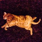 Koray Candemir Instagram - Nisanabierotik vol.1