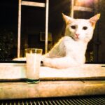Koray Candemir Instagram – Nejdet kedisi efkarlı