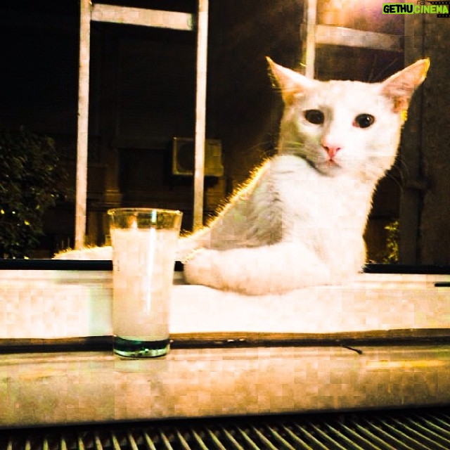 Koray Candemir Instagram - Nejdet kedisi efkarlı