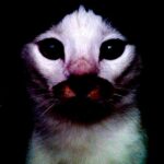 Koray Candemir Instagram – isideknahre