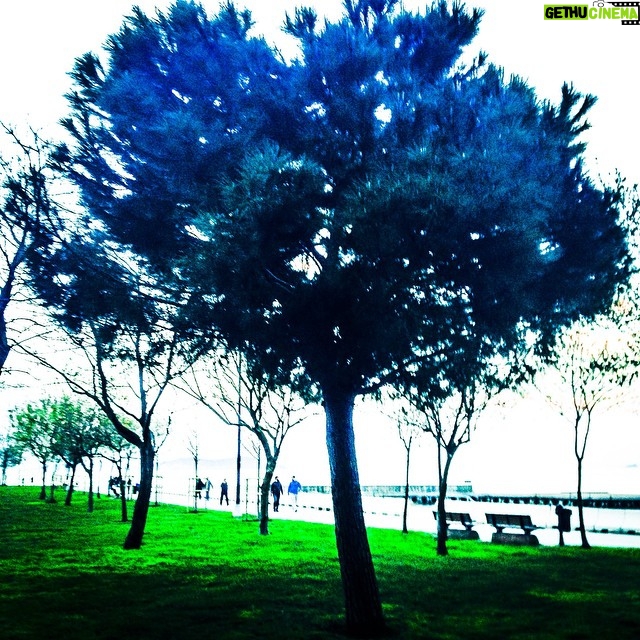 Koray Candemir Instagram - hayat öpücüğü #treeislife