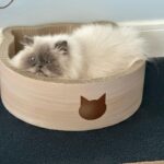 Kristen Ashley Instagram - A morning in the life of Starla. Some scratchy-scratches then chill out time in her scratch pad bed. Sitting on the floor contemplating a cuddle with Mummy as she journals. Going for the cuddle and instantly deciding against it. Playing with her Halloween toys Mummy got her through the @catladybox She’s still playing with the toys. The Big Crash of her five hour nap will start soon. Tough life, being a princess. #lifeintherockchicklane #starlaregina