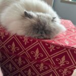 Kristen Ashley Instagram - My little girl’s brother used to sleep on the Christmas box every year. It still has his fur on it. He loved it so much, I couldn’t put the box away. Since we lost him, every year when I pull out the Christmas box, Starla almost exclusively sleeps on her brother’s scent. We lost him a couple of days before Christmas, but he’s still with us. Miss you, my wee Axl. 🎄🤶🥰💝 #lifeintherockchicklane