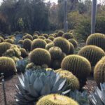 Kristen Gutoskie Instagram - Mother Earth magic ✨ Huntington Library & Botanical Gardens