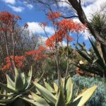Kristen Gutoskie Instagram - Mother Earth magic ✨ Huntington Library & Botanical Gardens