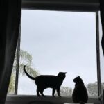 Kristen Taekman Instagram - Photo Dump from the week - Kingsleys birthday- universal studios - we adopted 2 kitties - last week of HS soccer and more!! Los Angeles, California