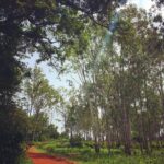 Kruthika Jayakumar Instagram - Fly like the wind Shine like the eternal sunshine And Dance gracefully To life's tune like the falling leaves. 🍃 #musings #writingbadpoetryisanart #bangalorediaries