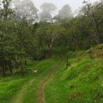 Kruthika Jayakumar Instagram - 🌳🌈 Kodaikanal, tamil nadu