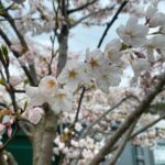Kruthika Jayakumar Instagram - Spring really sprung into full bloom 🌸🌷