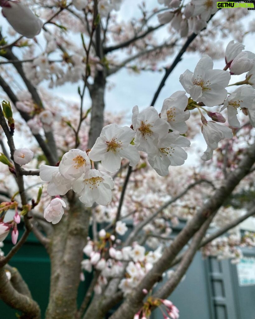 Kruthika Jayakumar Instagram - Spring really sprung into full bloom 🌸🌷