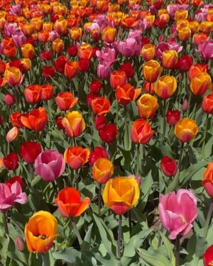 Kruthika Jayakumar Instagram - Spring really sprung into full bloom 🌸🌷