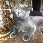 Kubilay Penbeklioğlu Instagram - #4ekimhayvanlarıkorumagünü #wordanimalday #animallovers #animalrights #hayvanaşiddetehayır #hayvanlarıkoruyalım #sushi😻😻