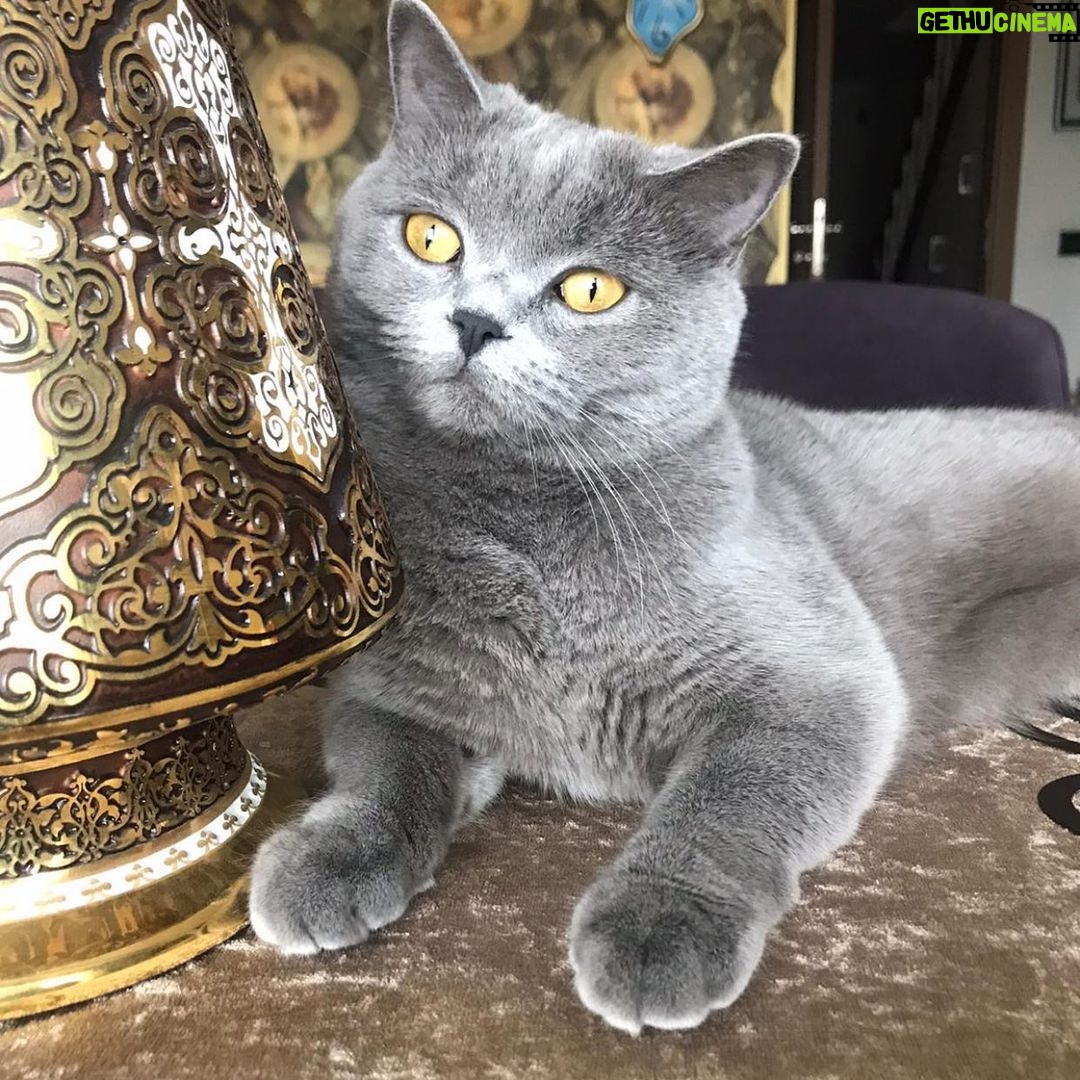 Kubilay Penbeklioğlu Instagram - #4ekimhayvanlarıkorumagünü #wordanimalday #animallovers #animalrights #hayvanaşiddetehayır #hayvanlarıkoruyalım #sushi😻😻