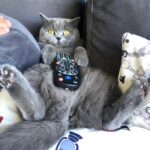 Kubilay Penbeklioğlu Instagram - #sushi watching tv. #catsofinstagram