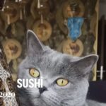 Kubilay Penbeklioğlu Instagram - 😻😻sushi’miz❤️❤️😸😸 #cat #catlady #catlovers #catlover #catlife #catlove #catoftheday