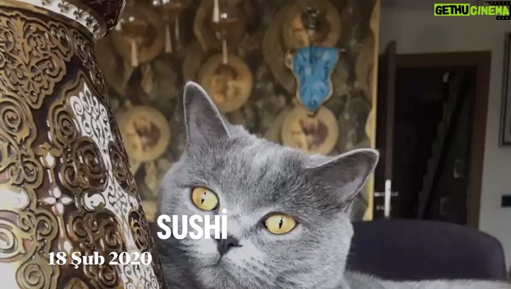 Kubilay Penbeklioğlu Instagram - 😻😻sushi’miz❤️❤️😸😸 #cat #catlady #catlovers #catlover #catlife #catlove #catoftheday