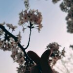 Kunpimook Bhuwakul Instagram - 🌸🌸🌸🌸🌸🌸🌸🌸