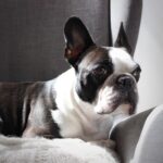Kyle Dean Massey Instagram - The most photogenic guy I know. Loving my pup on #NationalPuppyDay. @RoyalCaninUS #Sponsored