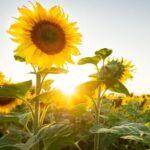 Kyle Dean Massey Instagram - Vibrant as a sunflower. Marin’s favorite. #MarinMazzie