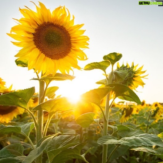 Kyle Dean Massey Instagram - Vibrant as a sunflower. Marin’s favorite. #MarinMazzie