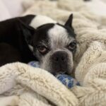Kyle Dean Massey Instagram - Our sweet boy Puppy left us on Christmas Eve. For 10.5 years we loved him, and he loved us. Our lives have experienced dramatic change over the last decade, and Puppy was our constant. He had a huge personality and he’s left a massive hole in our house and in my heart. We love you forever Puppy. A special thank you to @kleedawn and @alex__komaroff who loved Puppy as their own.