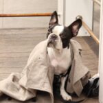Kyle Dean Massey Instagram - Our sweet boy Puppy left us on Christmas Eve. For 10.5 years we loved him, and he loved us. Our lives have experienced dramatic change over the last decade, and Puppy was our constant. He had a huge personality and he’s left a massive hole in our house and in my heart. We love you forever Puppy. A special thank you to @kleedawn and @alex__komaroff who loved Puppy as their own.