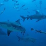 Kyle Schmid Instagram - Warning *** Epic dive trip in Fiji! It was a first for me, diving with sharks. They’re incredible creatures, majestic in every way. Diving into the open ocean about 23 meters down my eyes adjusted and there were a couple black-tips, a white-tip and about two dozen bull sharks! It was unnerving at first, but diving leaves you with a sense of calm. I have to say, I totally understand the allure now despite an unconventional experience… Open water dives with these apex predators are never totally safe and the protege to our dive leader found out the hard way when he fumbled a tuna head into his body and a 7ft bull shark continued after it. Watching him race to the surface and seeing the crew boat take off to shore made for an anxious 2nd dive but luckily he was alright. Huge thanks to @dr_cpalmer for sharing shots. Couldn’t be more grateful to have met amazing people to share the experience with! #sharkdiving #shark #sharks #scubadiving #scubalife #fiji #bucketlist Pacific Harbour