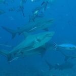 Kyle Schmid Instagram - Warning *** Epic dive trip in Fiji! It was a first for me, diving with sharks. They’re incredible creatures, majestic in every way. Diving into the open ocean about 23 meters down my eyes adjusted and there were a couple black-tips, a white-tip and about two dozen bull sharks! It was unnerving at first, but diving leaves you with a sense of calm. I have to say, I totally understand the allure now despite an unconventional experience… Open water dives with these apex predators are never totally safe and the protege to our dive leader found out the hard way when he fumbled a tuna head into his body and a 7ft bull shark continued after it. Watching him race to the surface and seeing the crew boat take off to shore made for an anxious 2nd dive but luckily he was alright. Huge thanks to @dr_cpalmer for sharing shots. Couldn’t be more grateful to have met amazing people to share the experience with! #sharkdiving #shark #sharks #scubadiving #scubalife #fiji #bucketlist Pacific Harbour