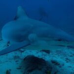 Kyle Schmid Instagram - Warning *** Epic dive trip in Fiji! It was a first for me, diving with sharks. They’re incredible creatures, majestic in every way. Diving into the open ocean about 23 meters down my eyes adjusted and there were a couple black-tips, a white-tip and about two dozen bull sharks! It was unnerving at first, but diving leaves you with a sense of calm. I have to say, I totally understand the allure now despite an unconventional experience… Open water dives with these apex predators are never totally safe and the protege to our dive leader found out the hard way when he fumbled a tuna head into his body and a 7ft bull shark continued after it. Watching him race to the surface and seeing the crew boat take off to shore made for an anxious 2nd dive but luckily he was alright. Huge thanks to @dr_cpalmer for sharing shots. Couldn’t be more grateful to have met amazing people to share the experience with! #sharkdiving #shark #sharks #scubadiving #scubalife #fiji #bucketlist Pacific Harbour