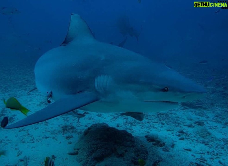 Kyle Schmid Instagram - Warning *** Epic dive trip in Fiji! It was a first for me, diving with sharks. They’re incredible creatures, majestic in every way. Diving into the open ocean about 23 meters down my eyes adjusted and there were a couple black-tips, a white-tip and about two dozen bull sharks! It was unnerving at first, but diving leaves you with a sense of calm. I have to say, I totally understand the allure now despite an unconventional experience… Open water dives with these apex predators are never totally safe and the protege to our dive leader found out the hard way when he fumbled a tuna head into his body and a 7ft bull shark continued after it. Watching him race to the surface and seeing the crew boat take off to shore made for an anxious 2nd dive but luckily he was alright. Huge thanks to @dr_cpalmer for sharing shots. Couldn’t be more grateful to have met amazing people to share the experience with! #sharkdiving #shark #sharks #scubadiving #scubalife #fiji #bucketlist Pacific Harbour