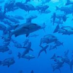 Kyle Schmid Instagram - Warning *** Epic dive trip in Fiji! It was a first for me, diving with sharks. They’re incredible creatures, majestic in every way. Diving into the open ocean about 23 meters down my eyes adjusted and there were a couple black-tips, a white-tip and about two dozen bull sharks! It was unnerving at first, but diving leaves you with a sense of calm. I have to say, I totally understand the allure now despite an unconventional experience… Open water dives with these apex predators are never totally safe and the protege to our dive leader found out the hard way when he fumbled a tuna head into his body and a 7ft bull shark continued after it. Watching him race to the surface and seeing the crew boat take off to shore made for an anxious 2nd dive but luckily he was alright. Huge thanks to @dr_cpalmer for sharing shots. Couldn’t be more grateful to have met amazing people to share the experience with! #sharkdiving #shark #sharks #scubadiving #scubalife #fiji #bucketlist Pacific Harbour