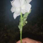 Lázaro Ramos Instagram – Feliz 2024.
Saúde pra vocês.
