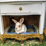 Lachlan Patterson Instagram – Nana’s quarantine. Happy Easter to all the bunnies out there chillin at home. Venice
