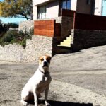 Larissa Andrade Instagram - Pose para a foto mamãe ... Iggy striking the pose #boss #rescuedog 🐶😎@mynameisiggyboy Los Angeles, California